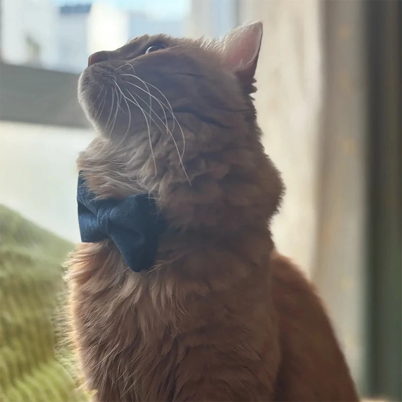 Stylish Bow Charm Collar Elegant Pet Collar for Dogs & Cats