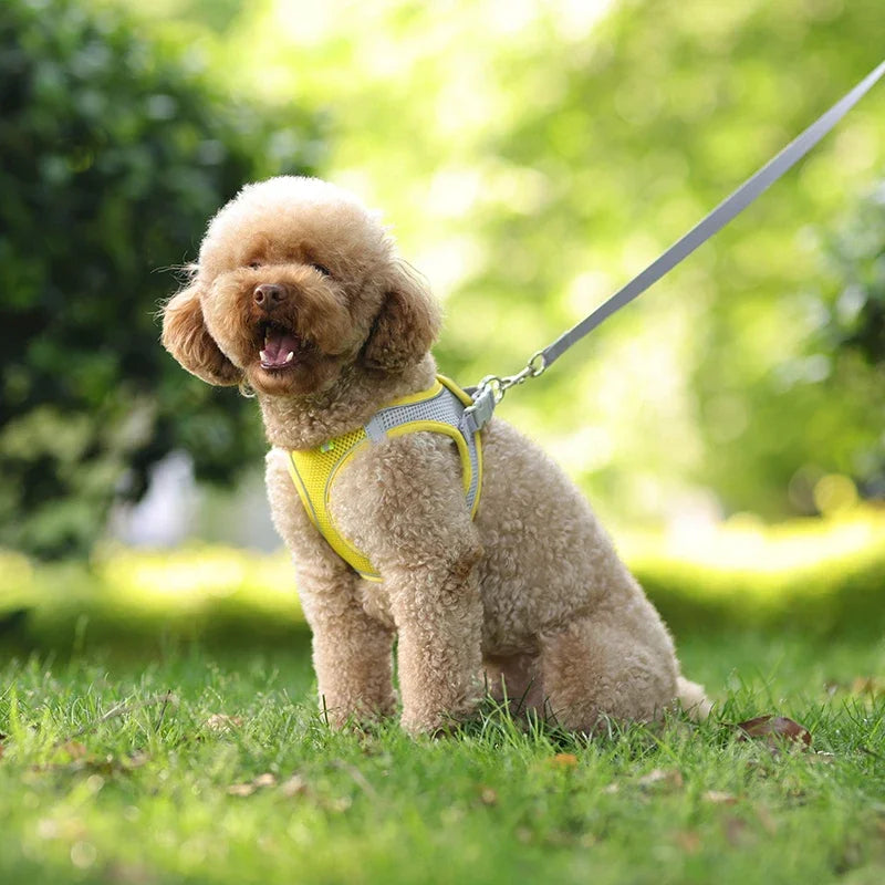 PawFit Harness
PupSafe Harness
TinyPaw Harness
PawComfort
PupSecure