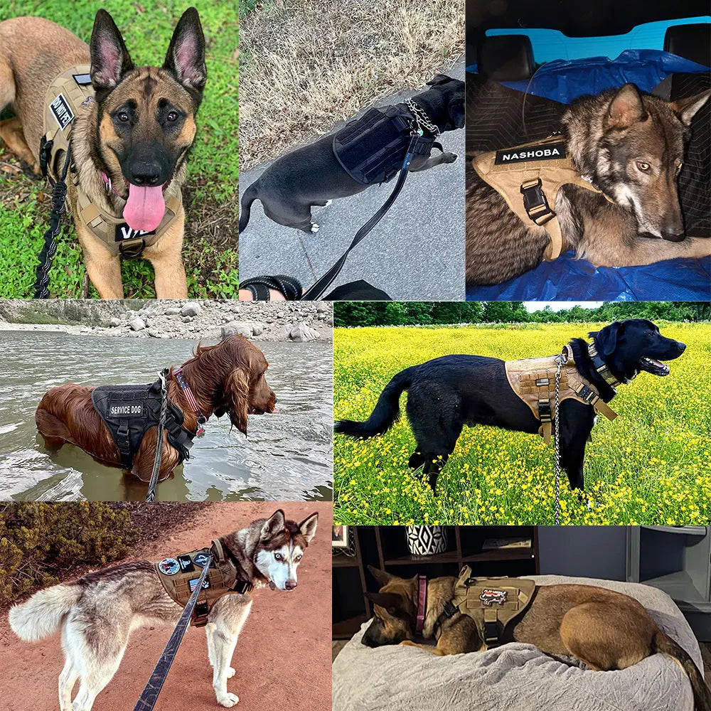 TactiPaw™ Harness

BattlePaw™ Harness

RuggedPaw™

ArmorPaw™ Harness

MissionPaw™