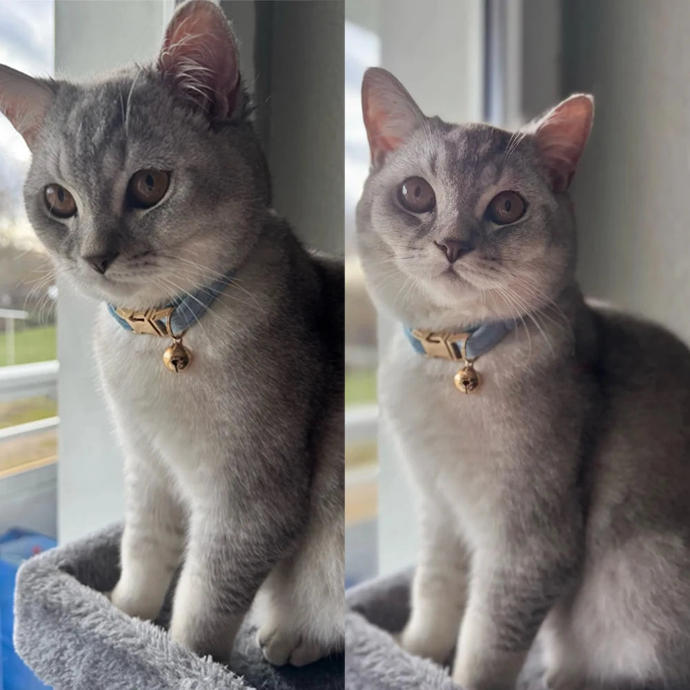 Stylish Bow Charm Collar Elegant Pet Collar for Dogs &amp; Cats